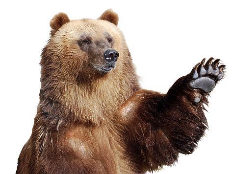 Кировская область открывает охоту на медведя