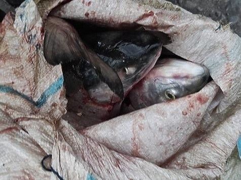 Задержаны браконьеры с 800 кг лосося