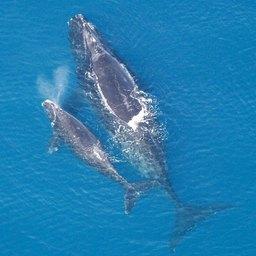 В США хотят ужесточить меры по защите исчезающих китов