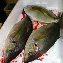 Вьетнам рассчитывает на рекордный экспорт тунца