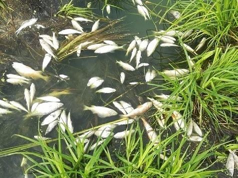 Выявлена очередная массовая гибель рыбы в Вологодской области